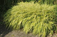 Gold-Japan-Berggras 'Aureola'