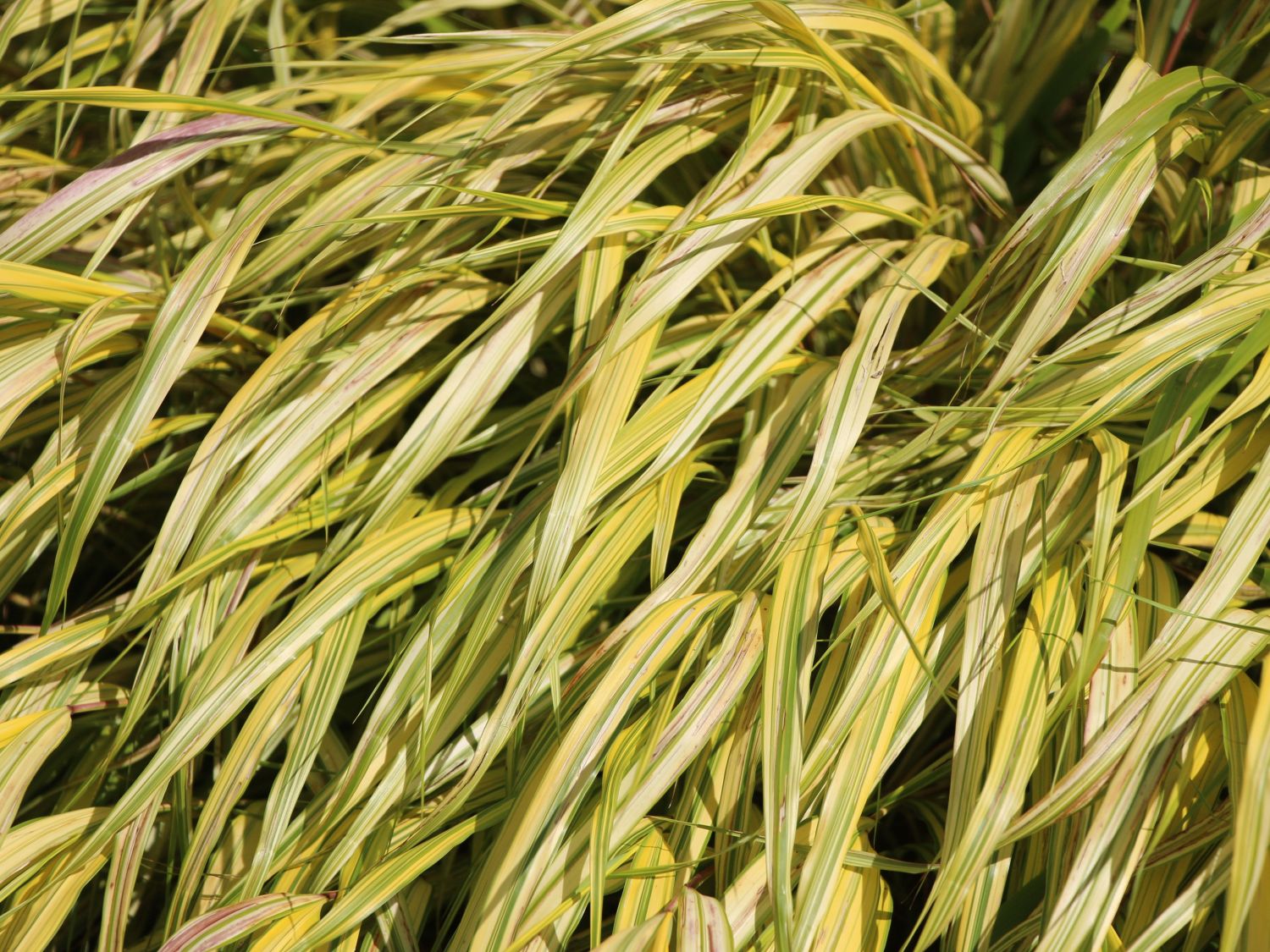 Zwergschilf (Hakonechloa)