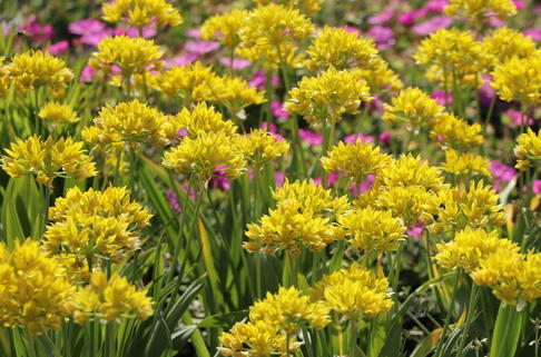 Gold-Lauch - Allium moly