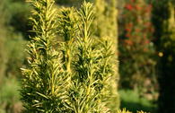 Gold-Säuleneibe 'Fastigiata Aurea'