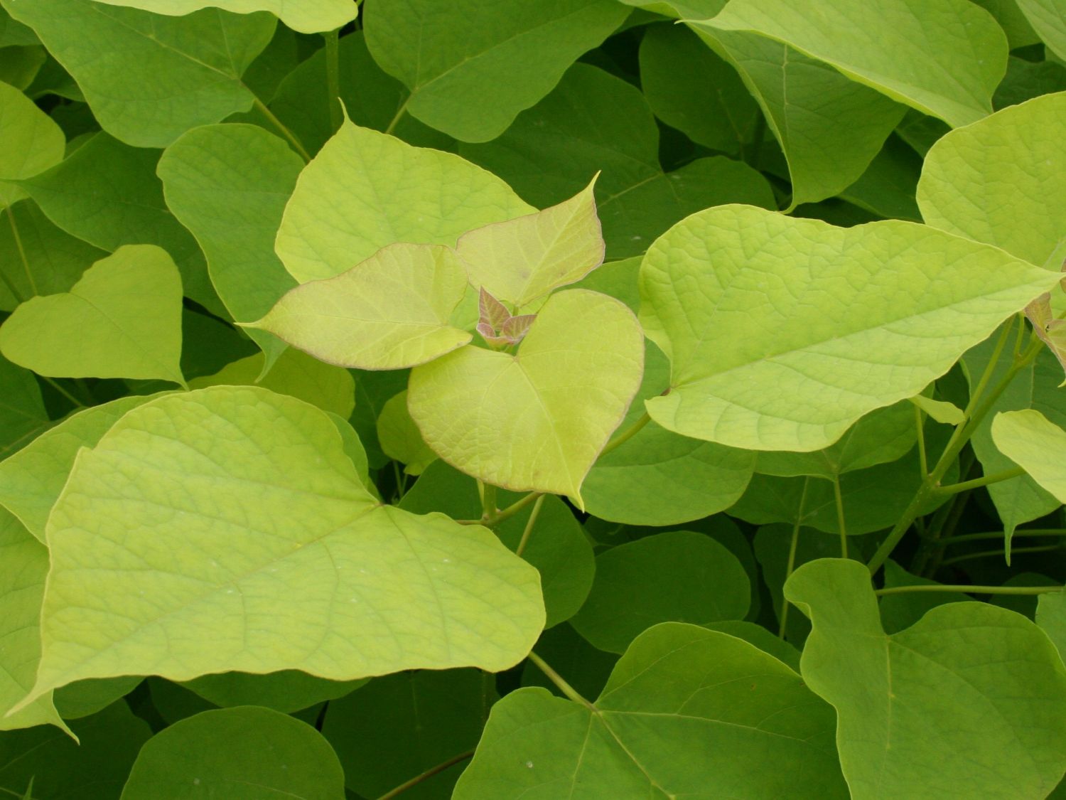 Gold-Trompetenbaum 'Aurea' - Catalpa bignonioides 'Aurea'