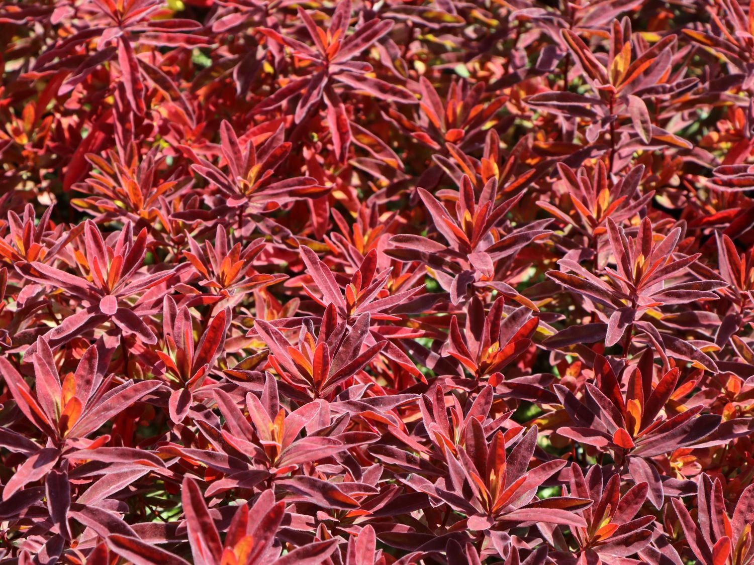 Gold-Wolfsmilch 'Bonfire'