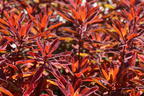 Gold-Wolfsmilch 'Bonfire' - Euphorbia polychroma 'Bonfire'