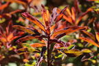 Gold-Wolfsmilch 'Bonfire' - Euphorbia polychroma 'Bonfire'