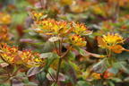 Gold-Wolfsmilch 'Bonfire' - Euphorbia polychroma 'Bonfire'