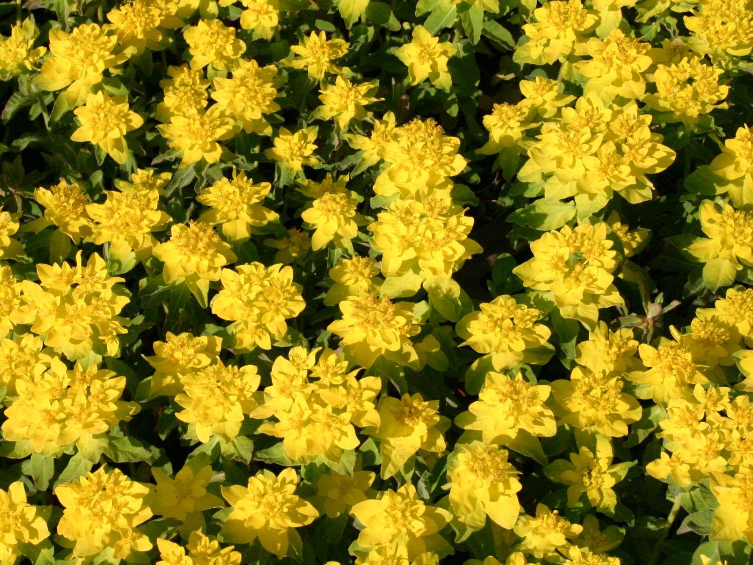 Wolfsmilchgewächse (Euphorbiaceae)