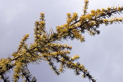 Goldene Atlaszeder 'Aurea'