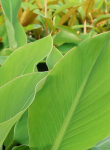 Musella (Musella)
