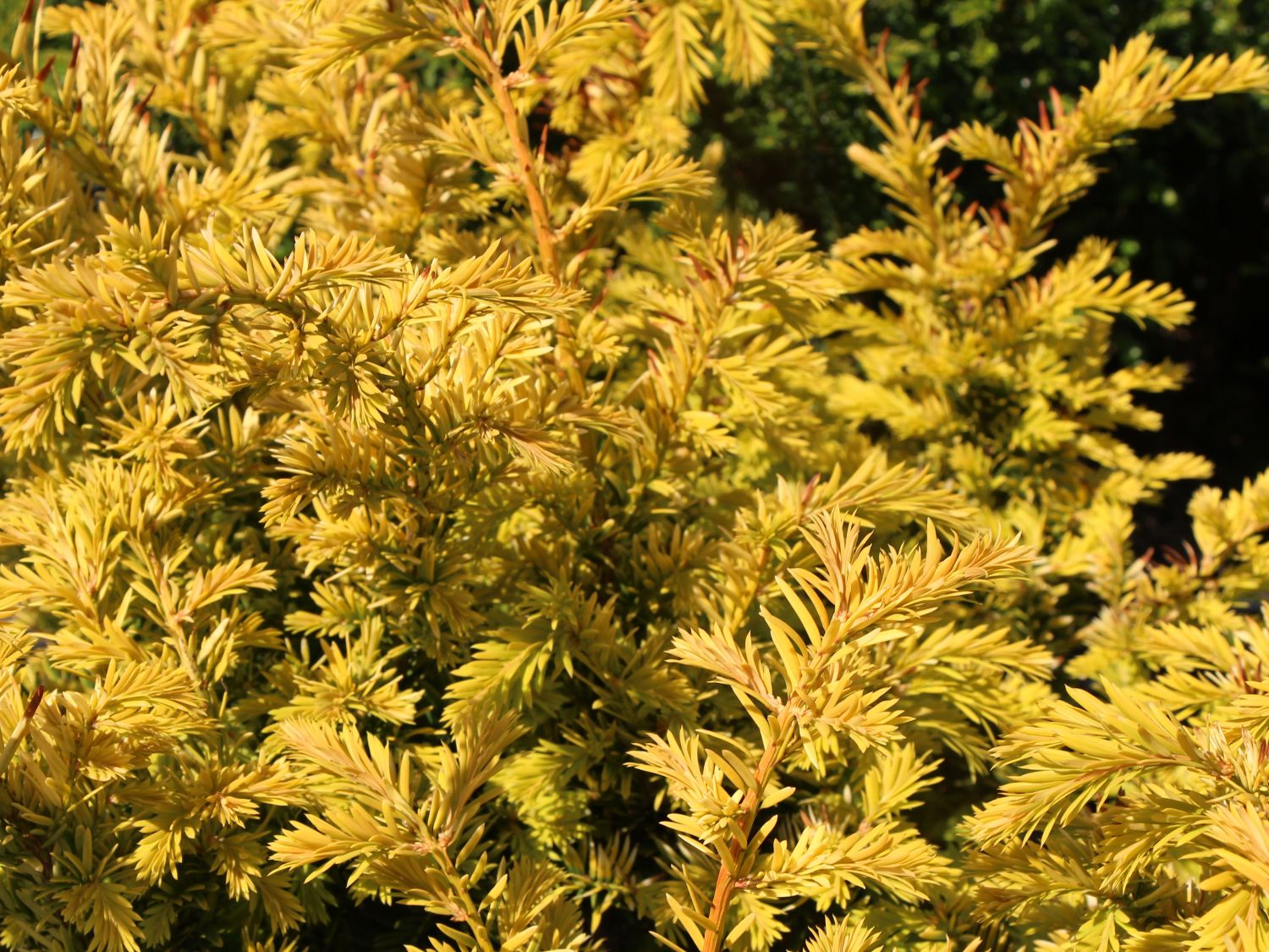 Goldene Straucheibe 'Semperaurea'