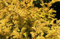 Goldene Straucheibe 'Semperaurea'
