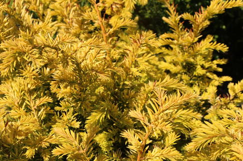 Goldene Straucheibe 'Semperaurea' - Taxus baccata 'Semperaurea'