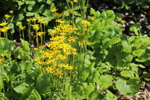 Goldenes Kreuzkraut - Packera aurea