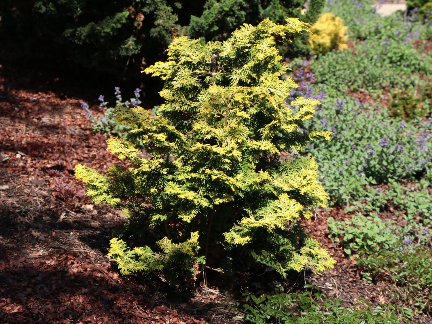 Goldgelbe Zwerg-Muschelzypresse 'Rashahiba'