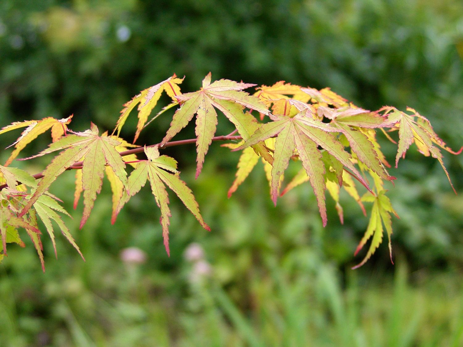 Goldgelber Fächer-Ahorn 'Aureum'
