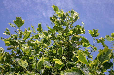 Goldgelber Tulpenbaum 'Aureomarginatum' - Liriodendron tulipifera 'Aureomarginatum'