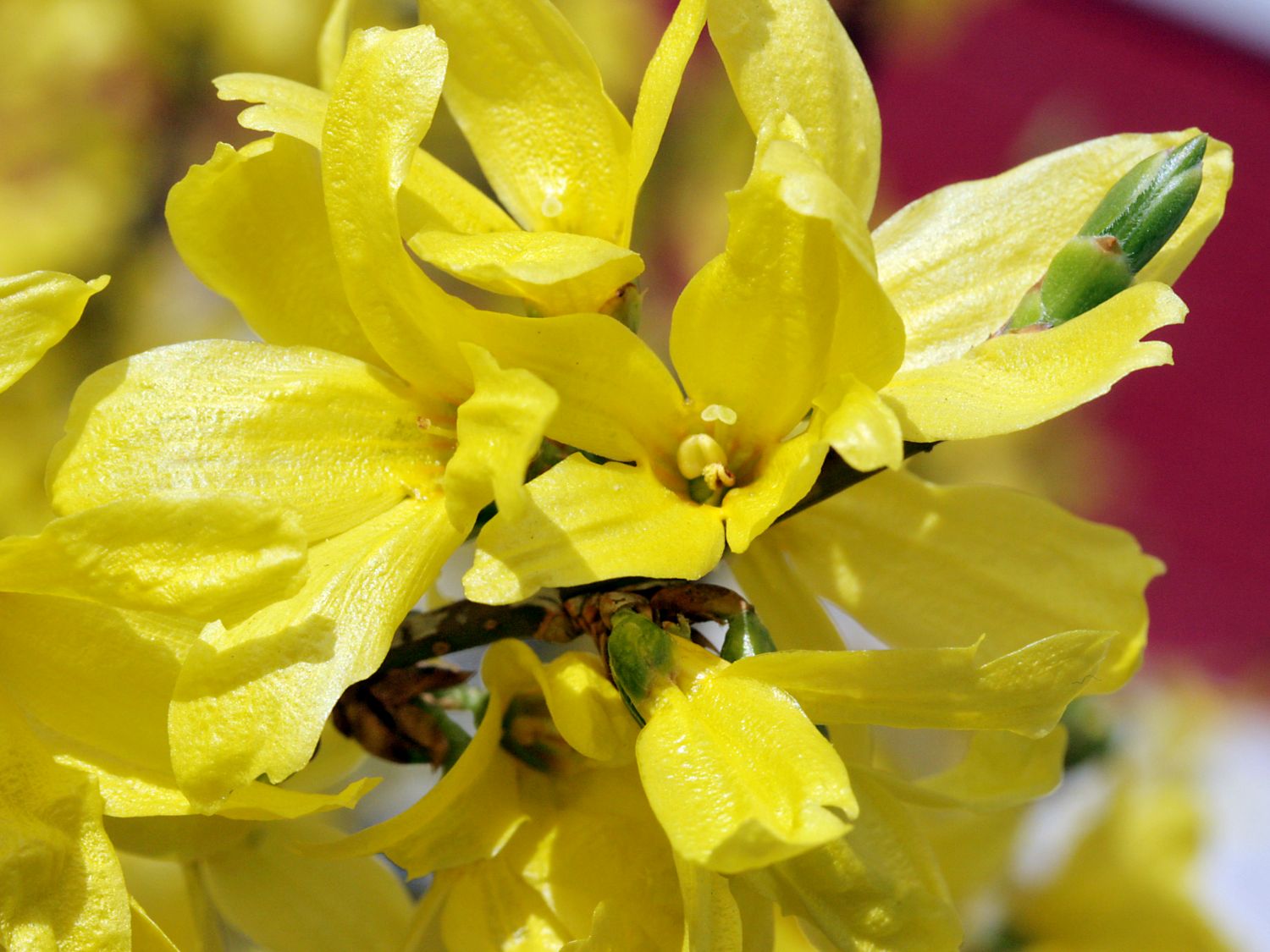 Goldglöchen / Forsythie 'Beatrix Farrand' - Forsythia 'Beatrix Farrand'