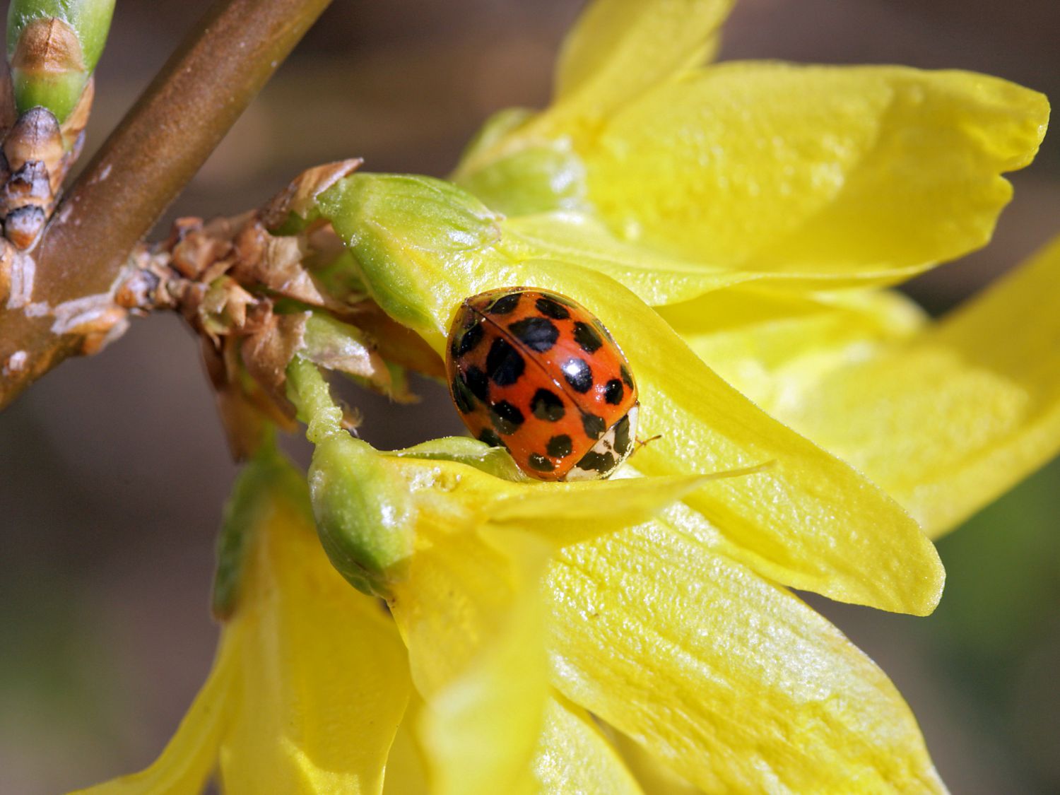 Goldglöchen / Forsythie 'Beatrix Farrand' - Forsythia 'Beatrix Farrand'