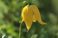 Goldglöckchen-Clematis / Waldrebe 'Little Lemons'