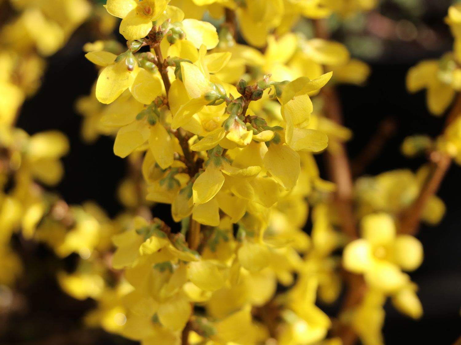 Goldglöckchen / Forsythia 'Minigold'
