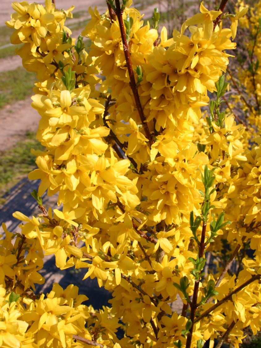 Goldglöckchen / Forsythie - Forsythia x intermedia 'Lynwood Gold'