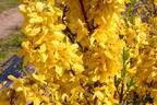 Goldglöckchen / Forsythie - Forsythia x intermedia 'Lynwood Gold'