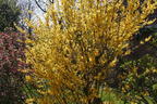Goldglöckchen / Forsythie - Forsythia x intermedia 'Lynwood Gold'