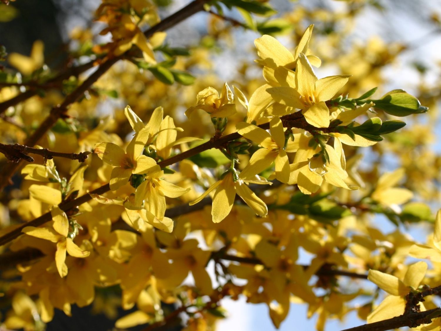 Goldglöckchen / Forsythie - Forsythia x intermedia 'Lynwood Gold'