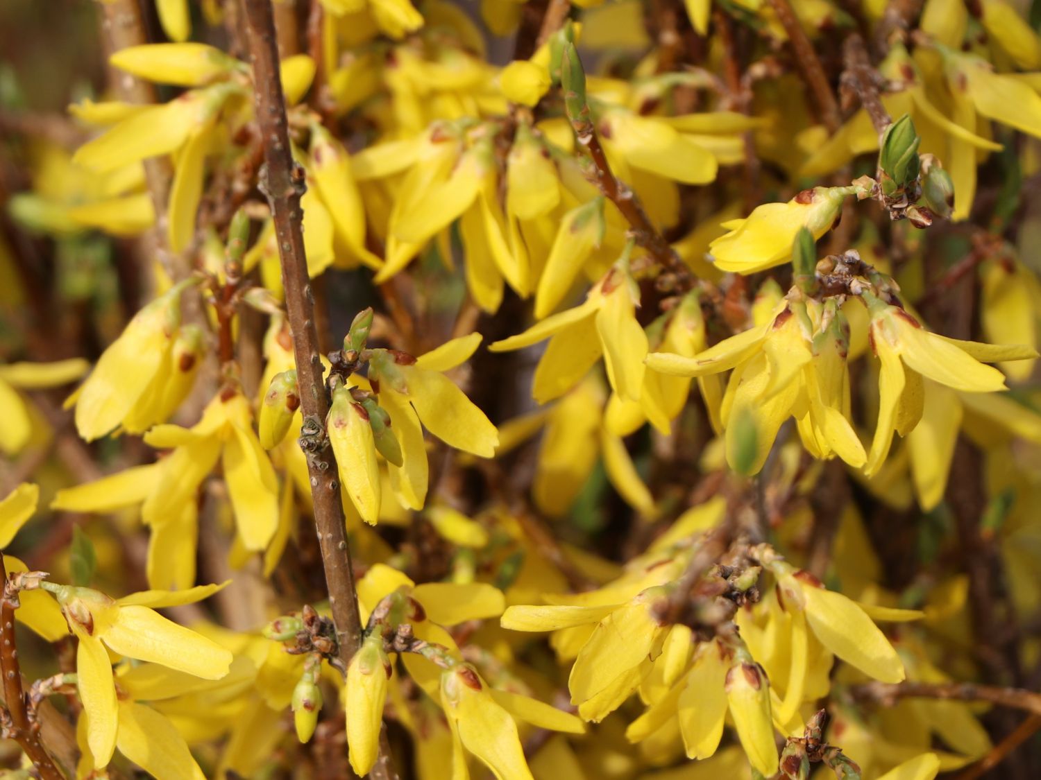 Goldglöckchen / Forsythie - Forsythia x intermedia 'Lynwood Gold'