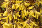Goldglöckchen / Forsythie - Forsythia x intermedia 'Lynwood Gold'