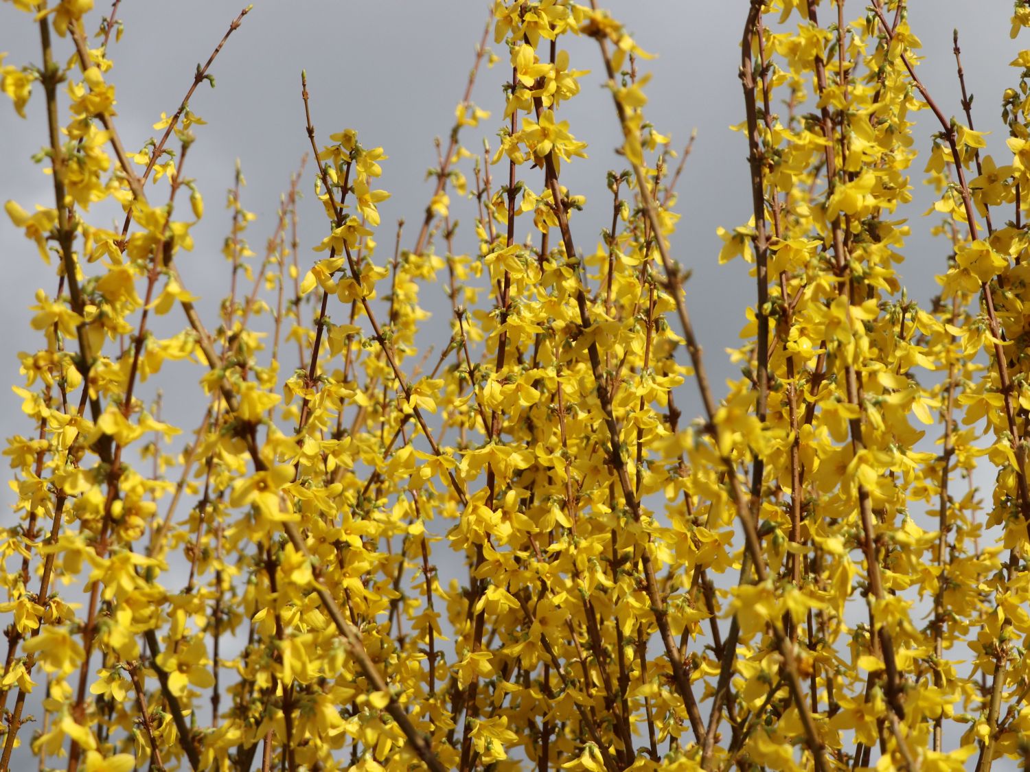 Goldglöckchen / Forsythie - Forsythia x intermedia 'Lynwood Gold'