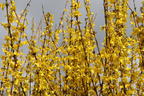 Goldglöckchen / Forsythie - Forsythia x intermedia 'Lynwood Gold'