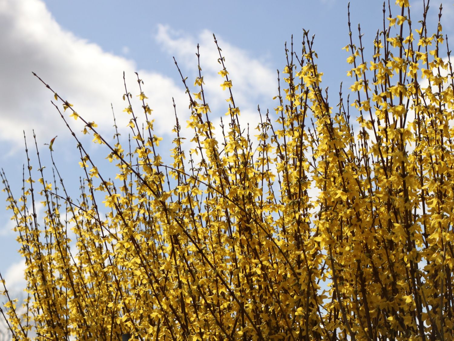 Goldglöckchen / Forsythie - Forsythia x intermedia 'Lynwood Gold'
