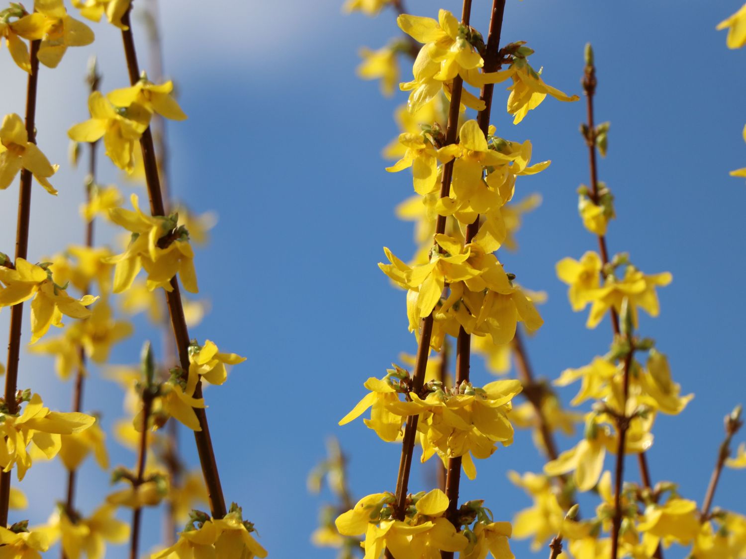 Goldglöckchen / Forsythie - Forsythia x intermedia 'Lynwood Gold'