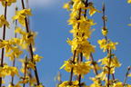 Goldglöckchen / Forsythie - Forsythia x intermedia 'Lynwood Gold'