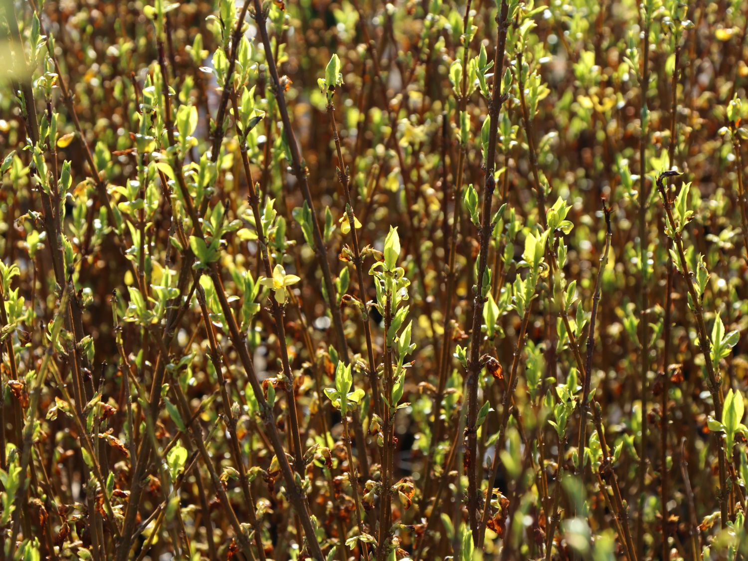 Goldglöckchen / Forsythie - Forsythia x intermedia 'Lynwood Gold'