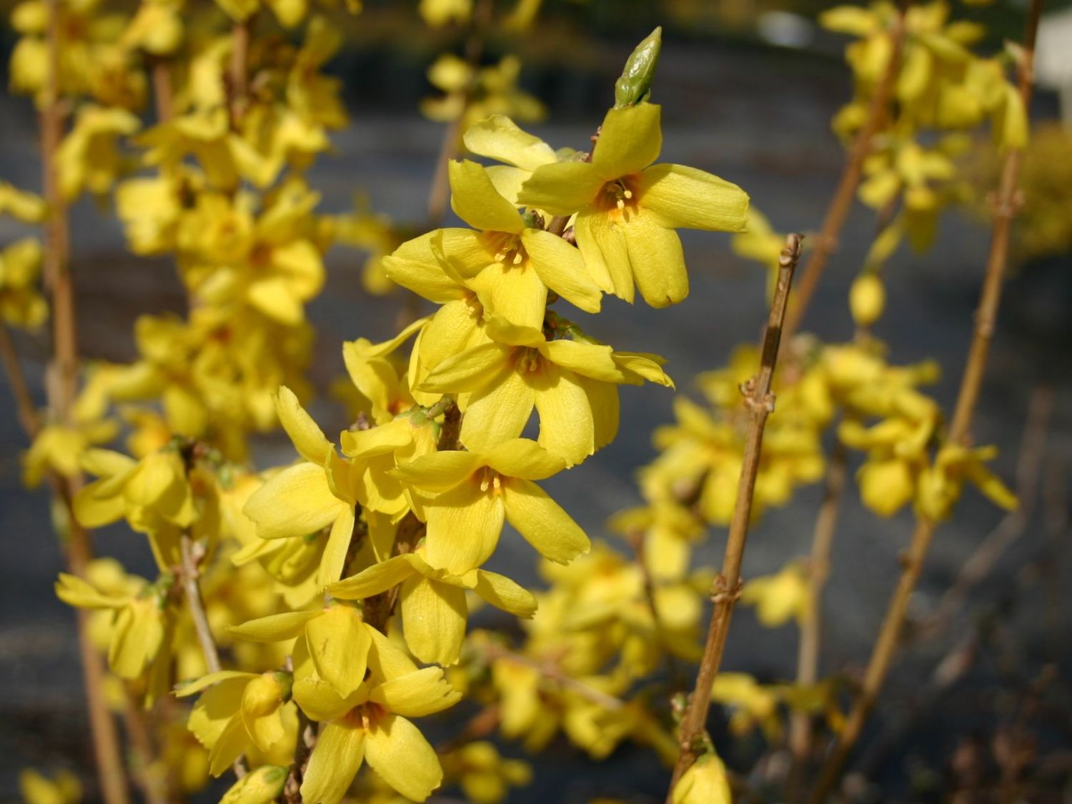 Goldglöckchen 'Goldrausch' - Forsythia 'Goldrausch'