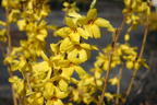 Goldglöckchen 'Goldrausch' - Forsythia 'Goldrausch'