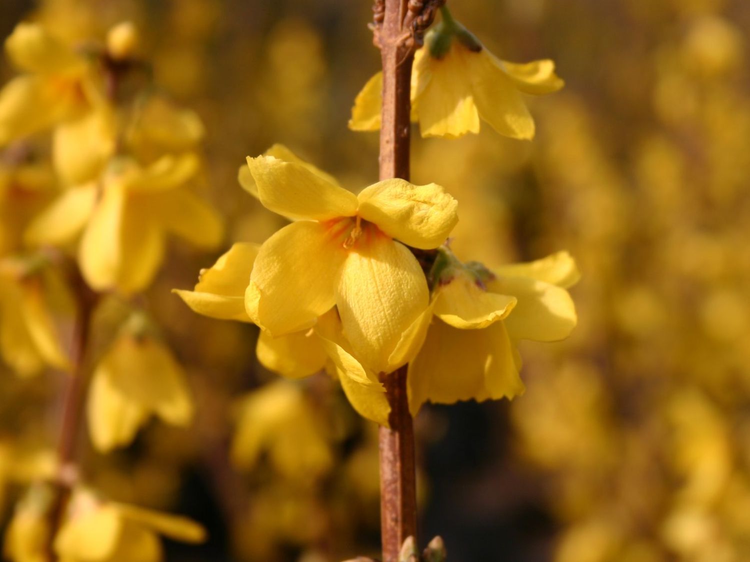 Goldglöckchen 'Goldrausch' - Forsythia 'Goldrausch'