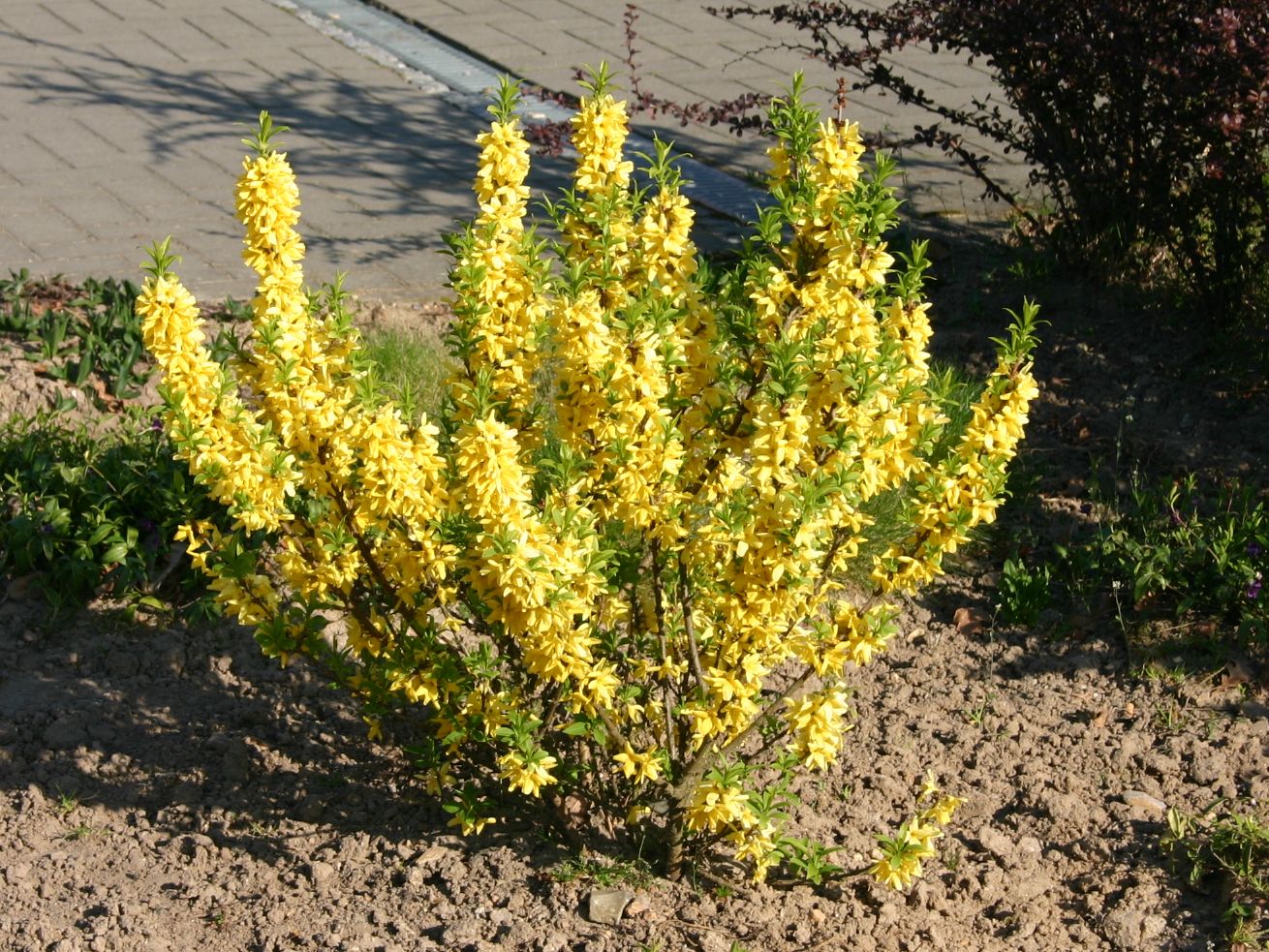 Goldglöckchen 'Goldrausch' - Forsythia 'Goldrausch'