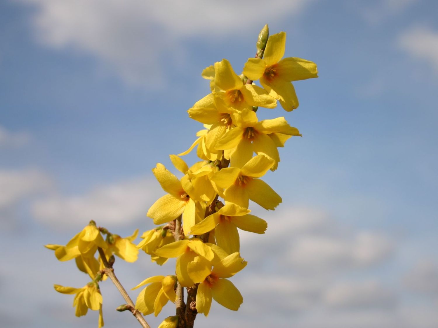 Goldglöckchen 'Goldrausch' - Forsythia 'Goldrausch'