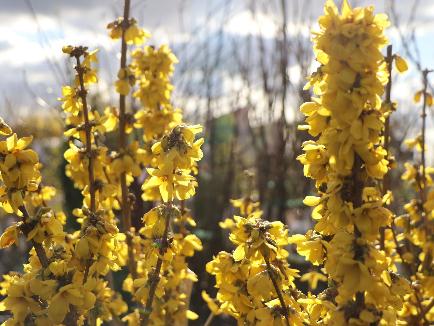 Goldglöckchen 'Goldrausch' - Forsythia 'Goldrausch'