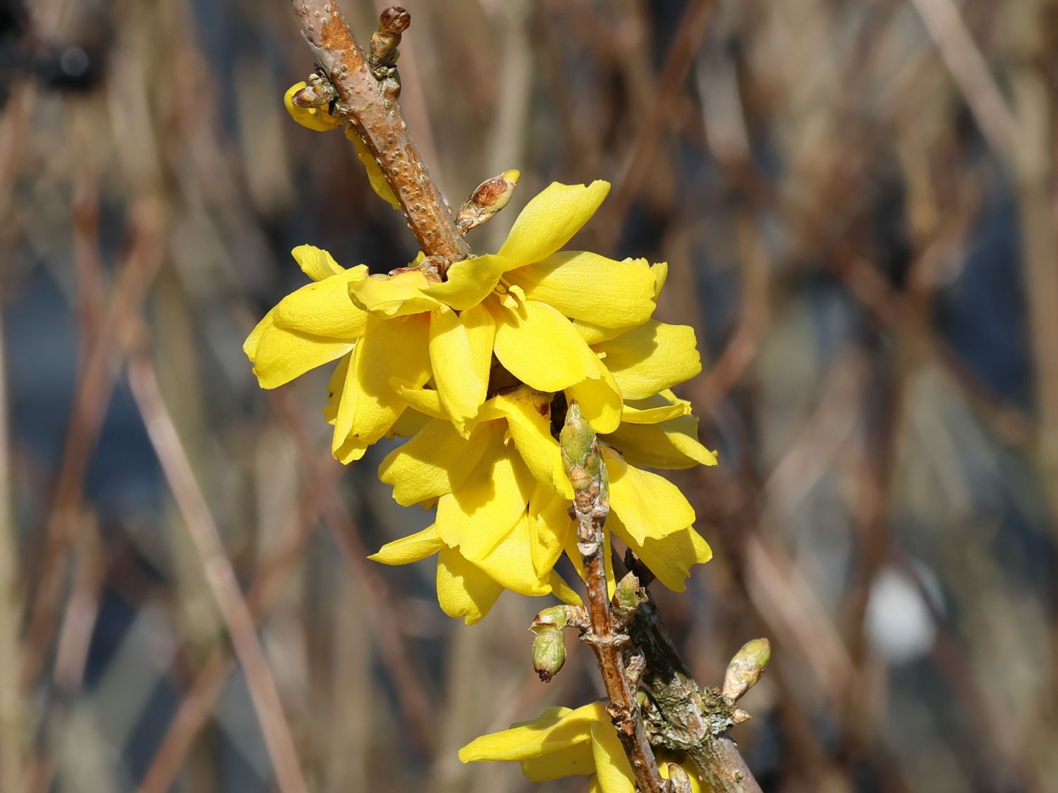 Goldglöckchen 'Goldrausch' - Forsythia 'Goldrausch'