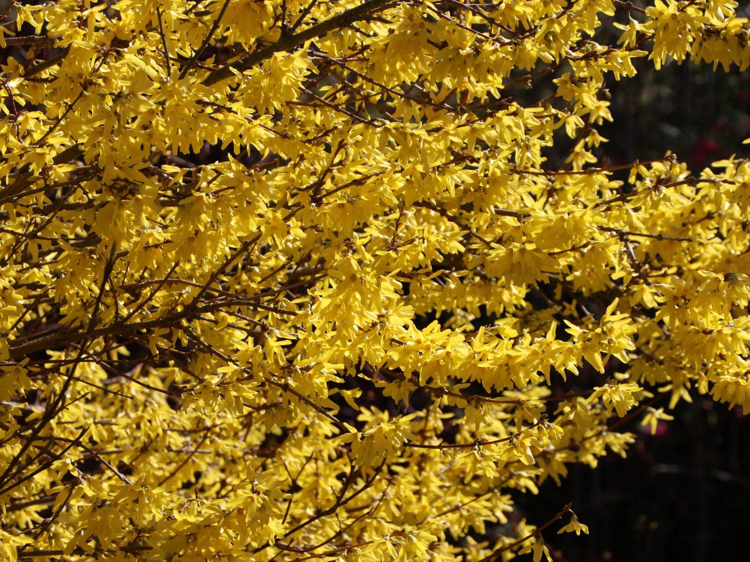 Goldglöckchen 'Goldrausch' - Forsythia 'Goldrausch'
