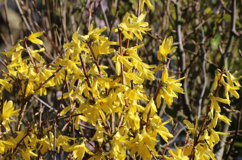 Goldglöckchen 'Maree d'Or' ® - Forsythia x intermedia 'Maree d'Or' ®