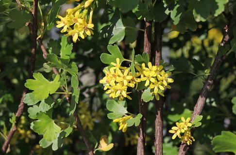 Goldjohannisbeere - Ribes aureum