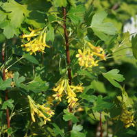 Goldjohannisbeere - Ribes aureum