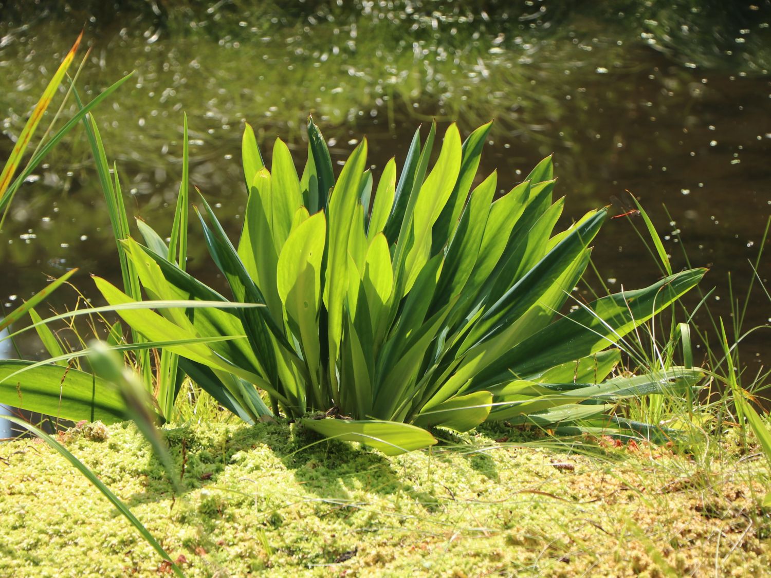 Goldkeule - Orontium aquaticum