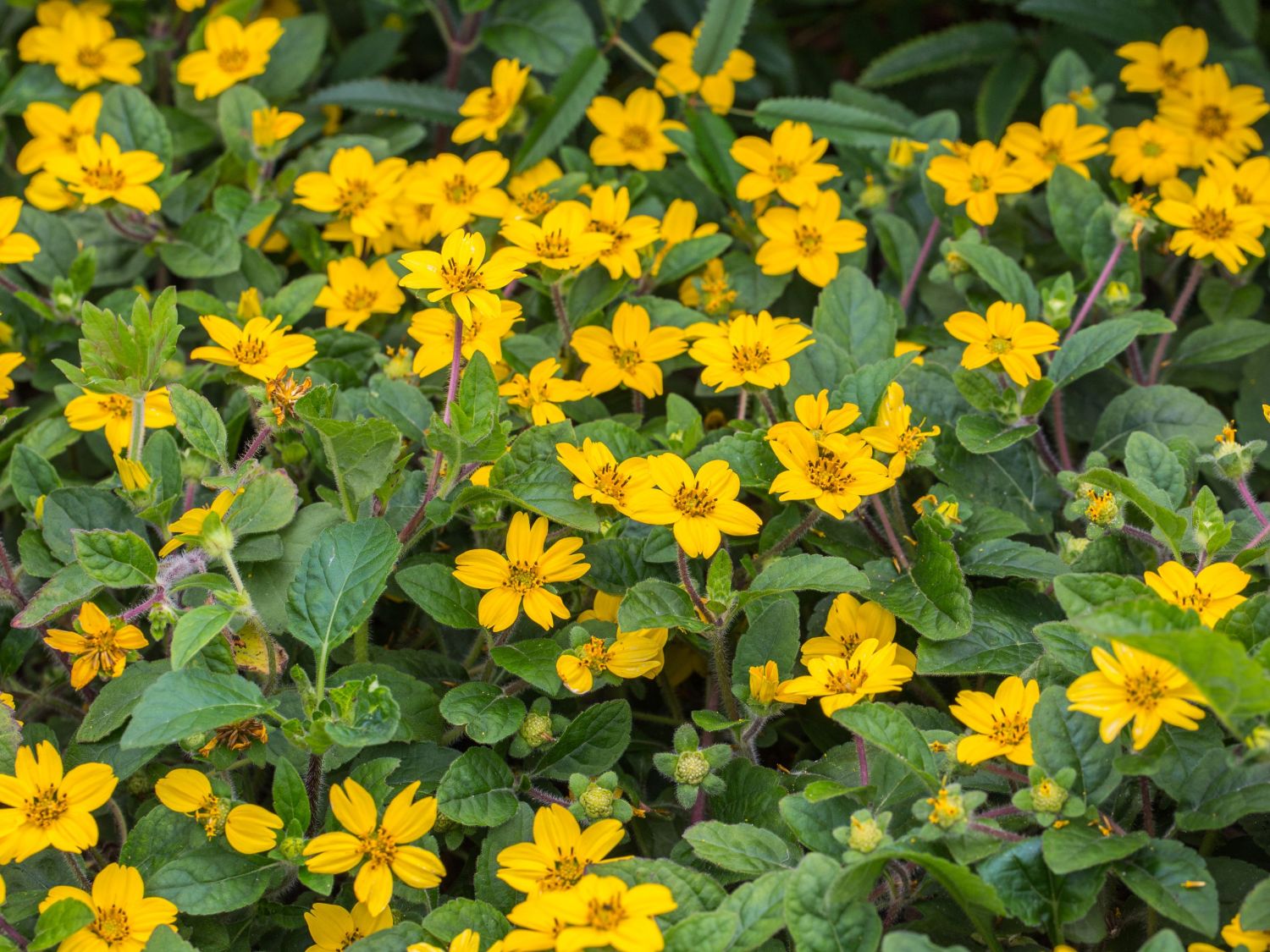 Chrysogonum (Chrysogonum)