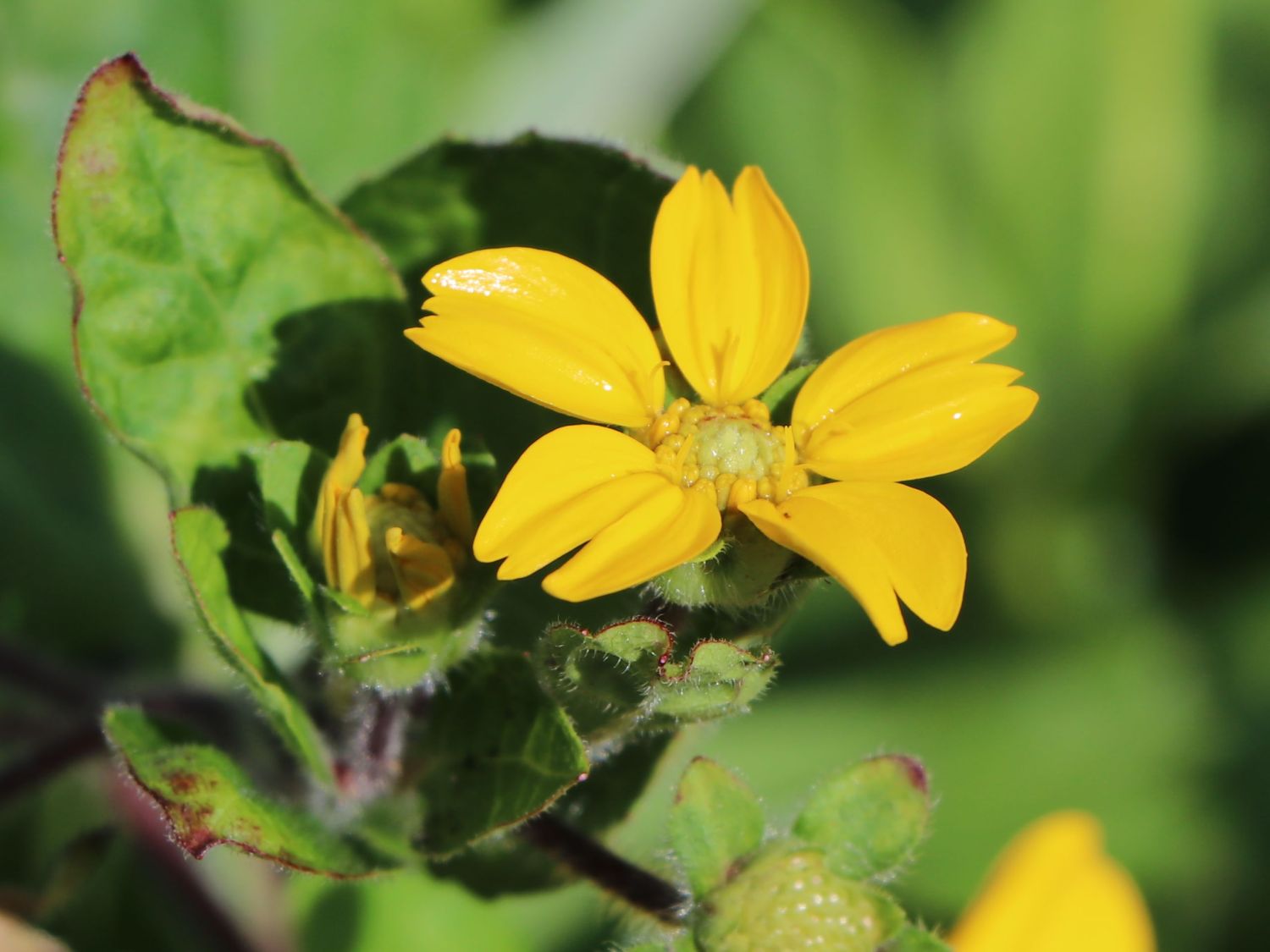 Goldkörbchen &lsquo;Andre Viette&rsquo; - Schönste Stauden & Expertenwissen