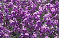 Goldlack 'Bowles Mauve'